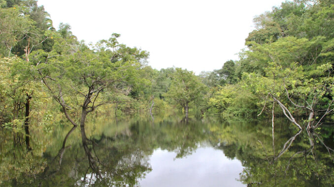 Juma River i Amazonas.