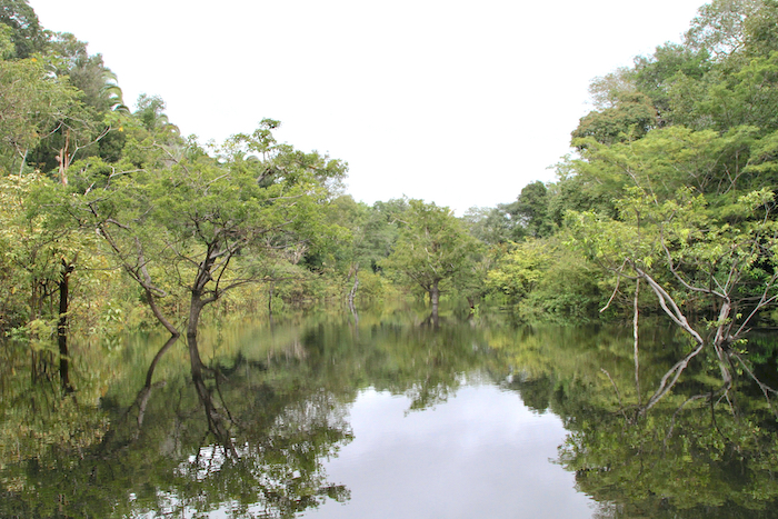Juma River i Amazonas.