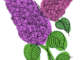 Rosa och lila blomster med gröna blad.