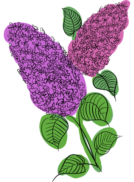 Blommor som är rosa och lila, påminner om syrener. Gröna blad.